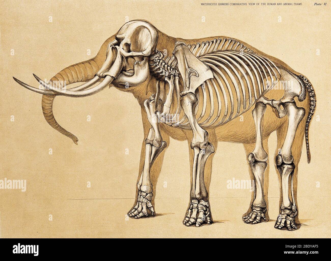 Scheletro di elefante, 1860 Foto Stock