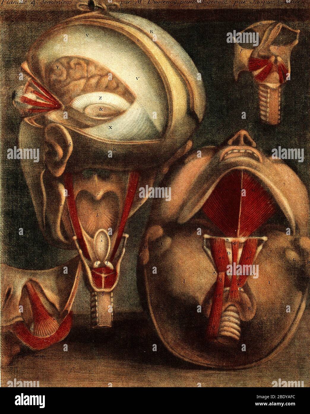 Muscoli dell'occhio e Larynx, illustrazione Foto Stock