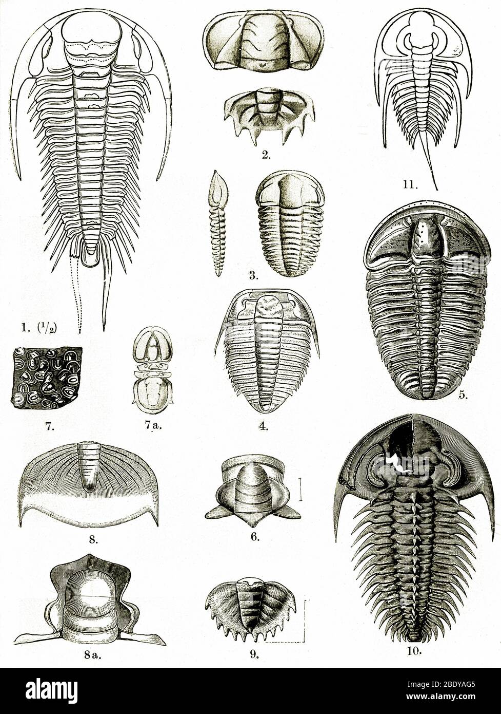 Trilobiti Cambriani superiori Foto Stock