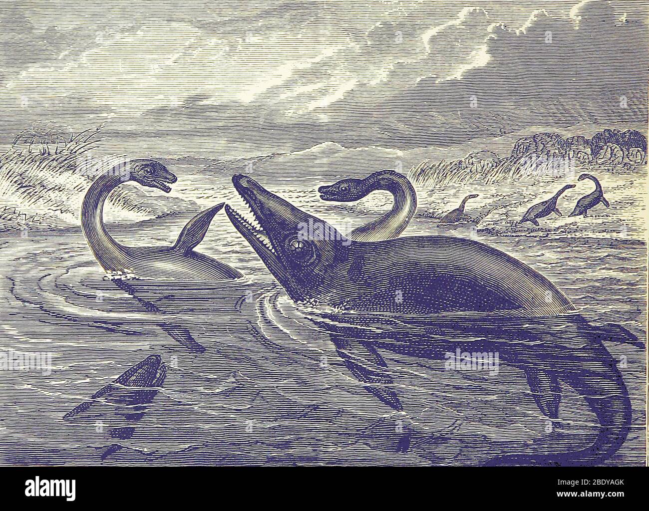Plesiosauro giurassico e Ichtiosauro Foto Stock