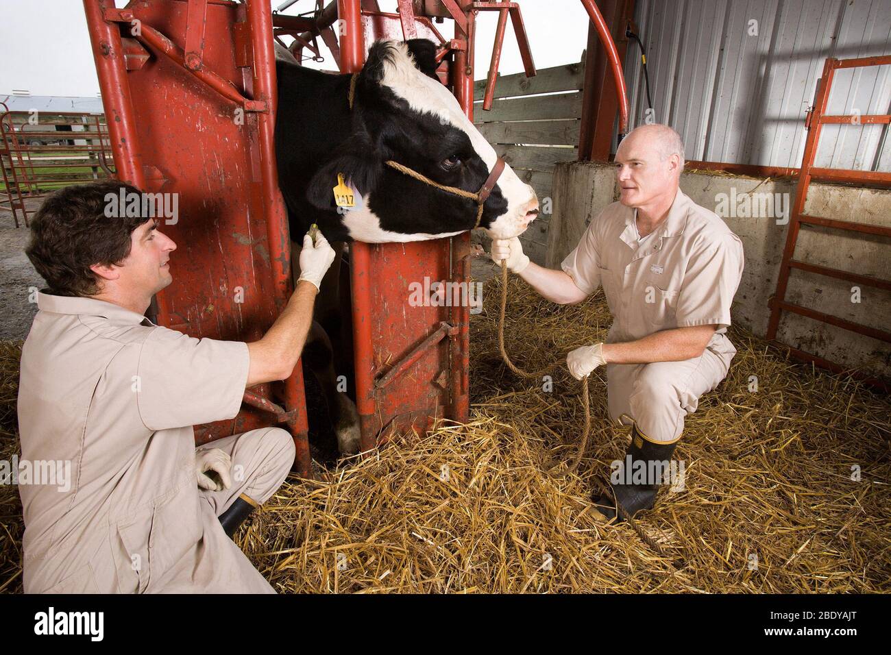 Veterinari con una mucca Foto Stock