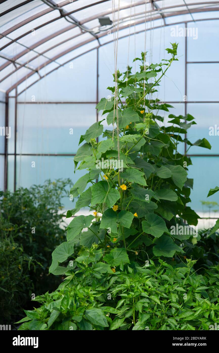 Piante all'interno della serra. Grandi foglie verdi di cetriolo e pepe. Fiori gialli. I gambi crescono verticalmente sui garters. Sfondo sfocato. Foto Stock