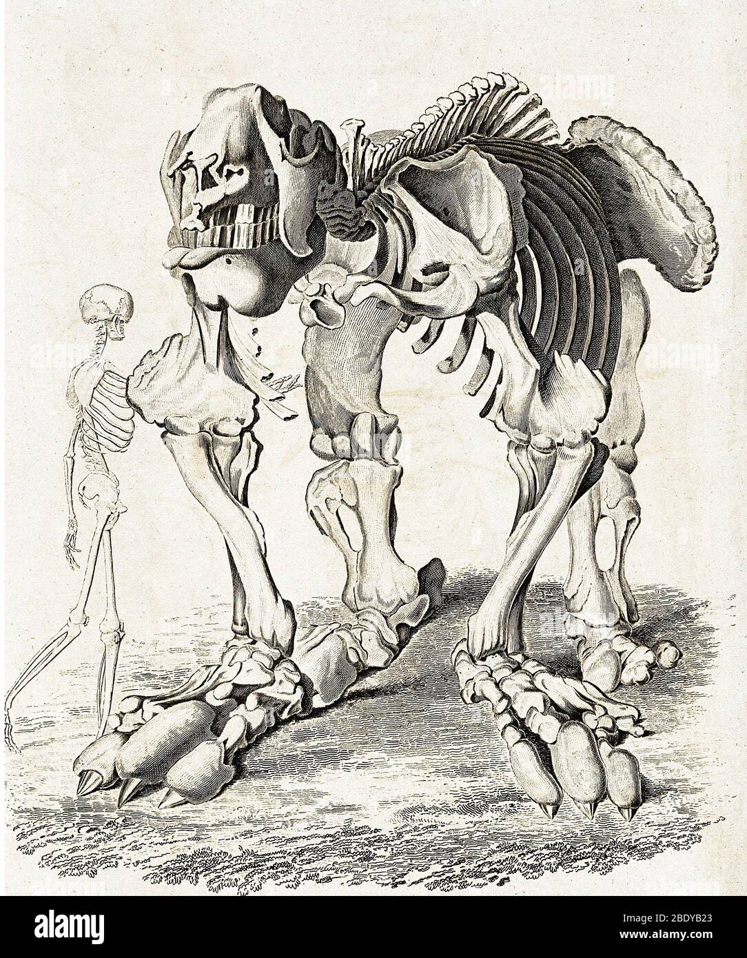 Megatherium e scheletri umani, 1822 Foto Stock