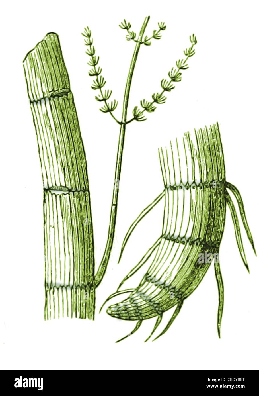 Flora paleozoica, Calamiti, Illustrazione Foto Stock