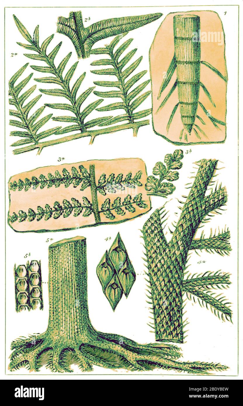 Flora paleozoica, Calamiti, Illustrazione Foto Stock