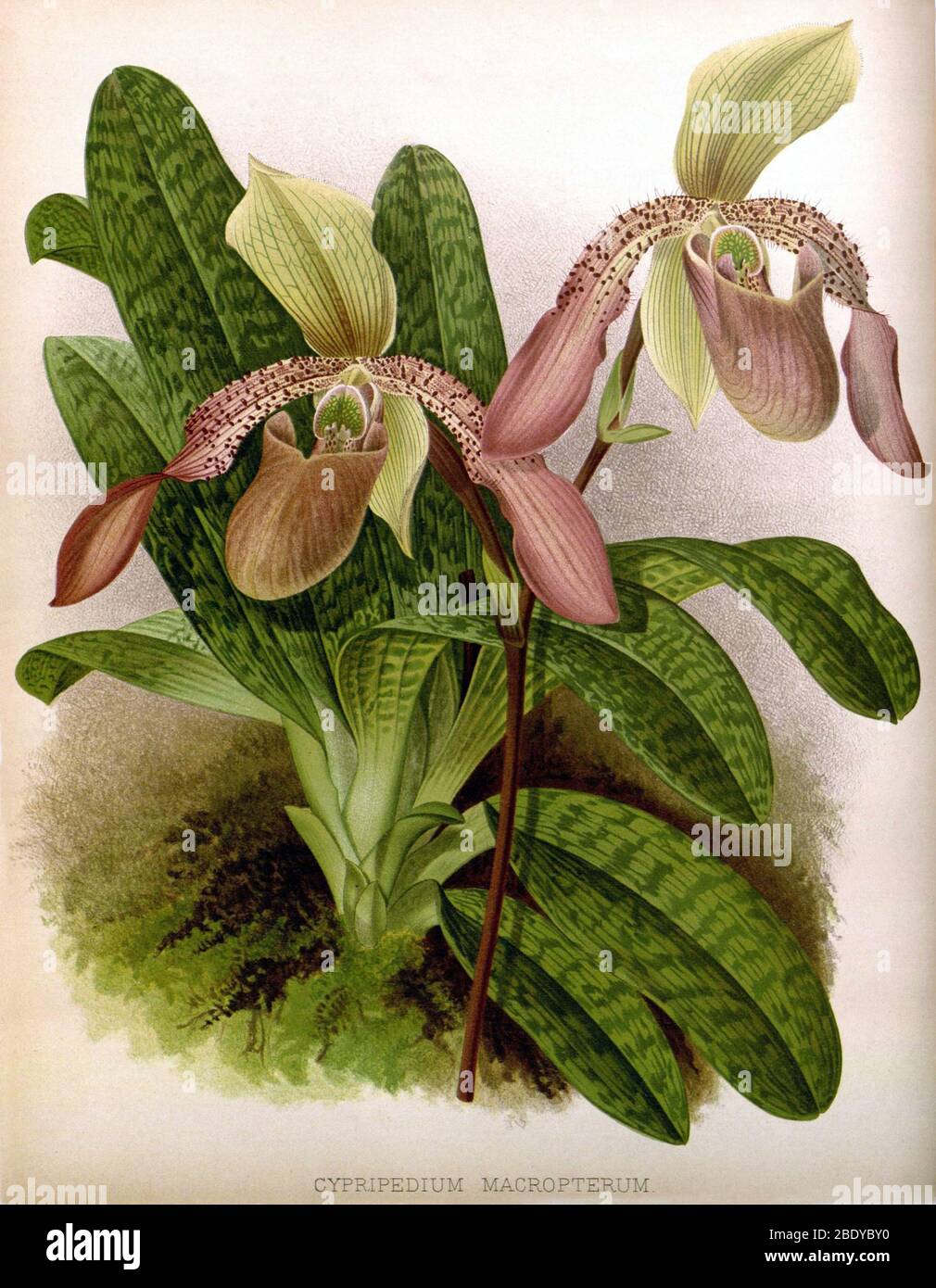Orchidea, Cypripedium macropterum,1891 Foto Stock