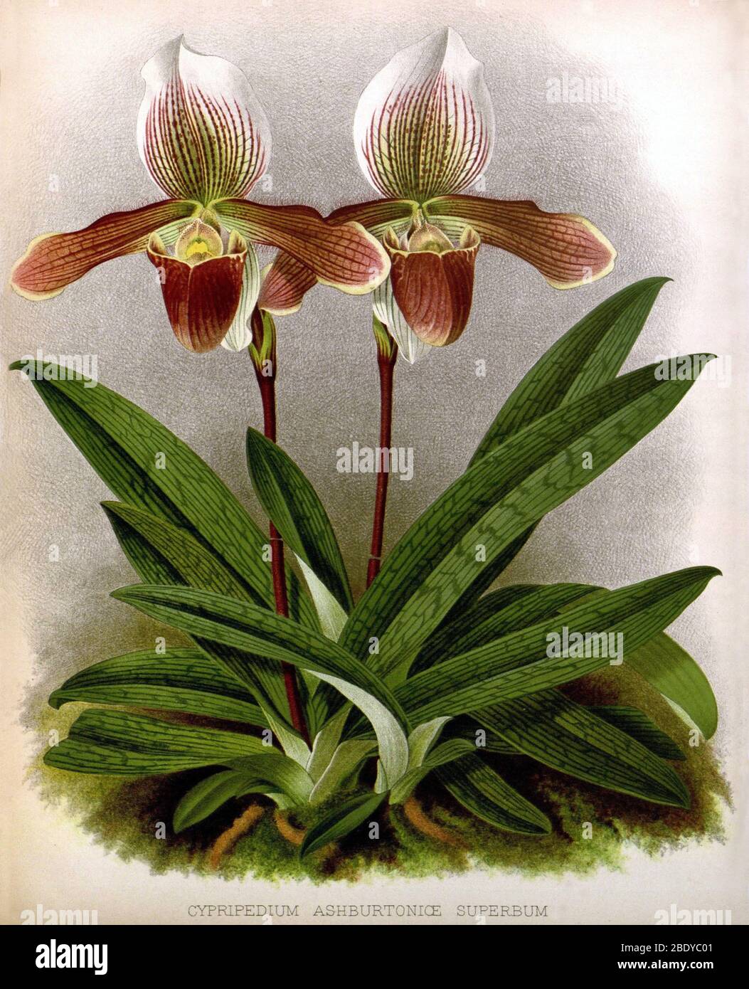 Orchidea, C. ashburtonioe superbum, 1891 Foto Stock