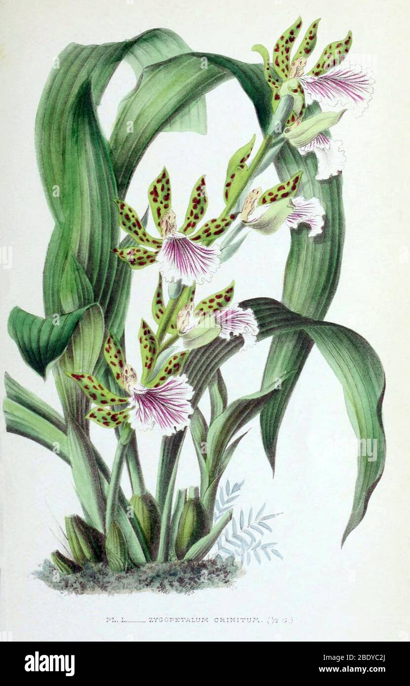 Orchidea, Zygopetalum crinitum, 1880 Foto Stock