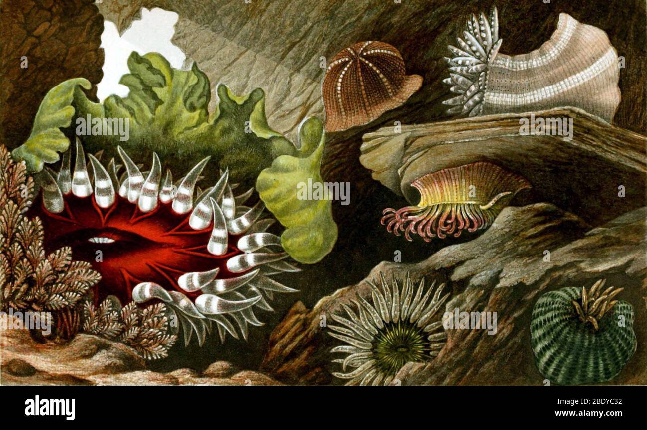 Anemoni marini, 1860 Foto Stock