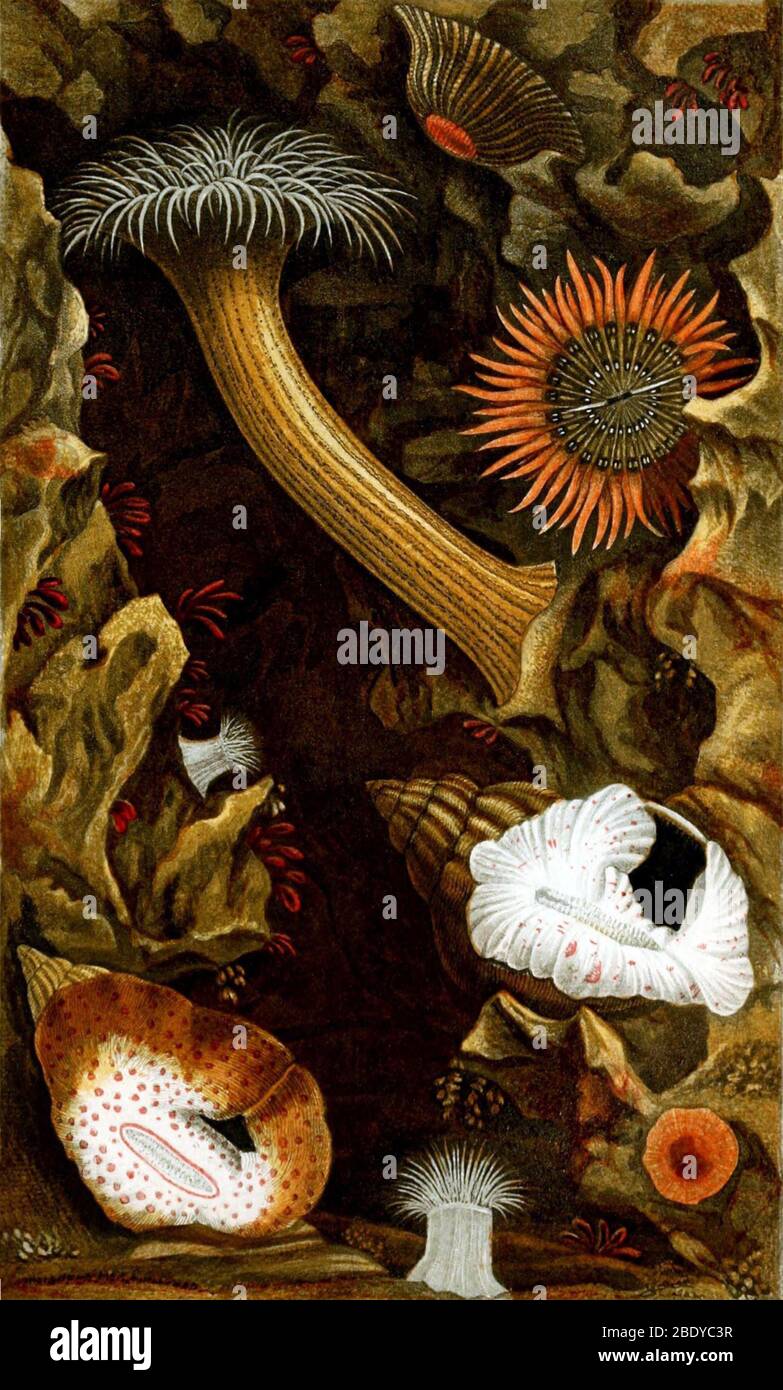 Anemoni marini, 1860 Foto Stock