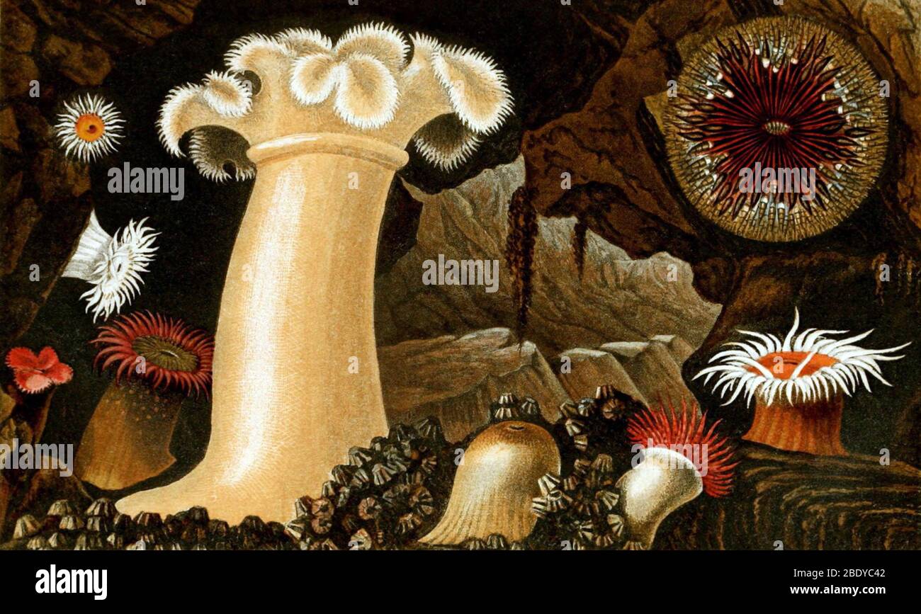Anemoni marini, 1860 Foto Stock