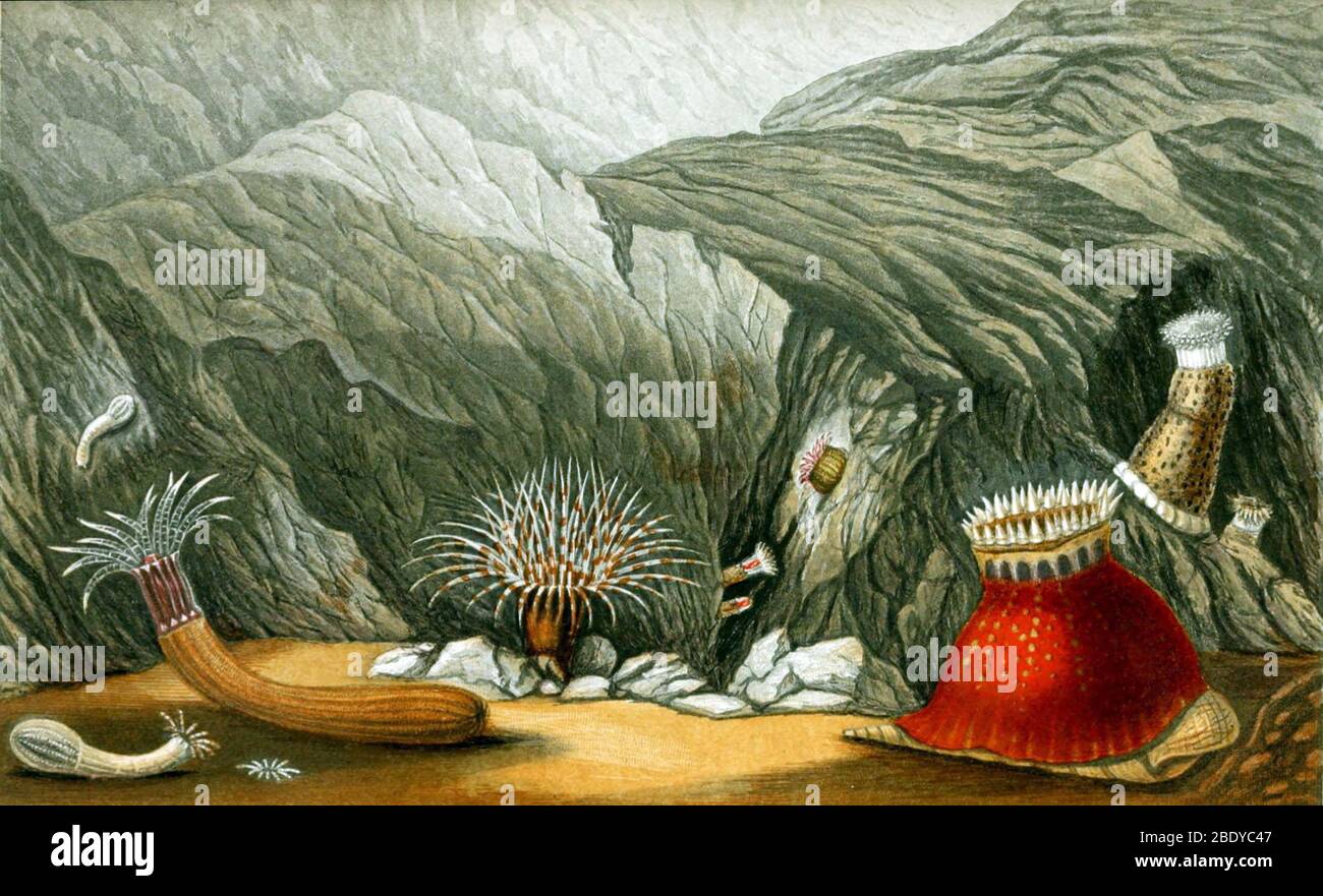Anemoni marini, 1860 Foto Stock