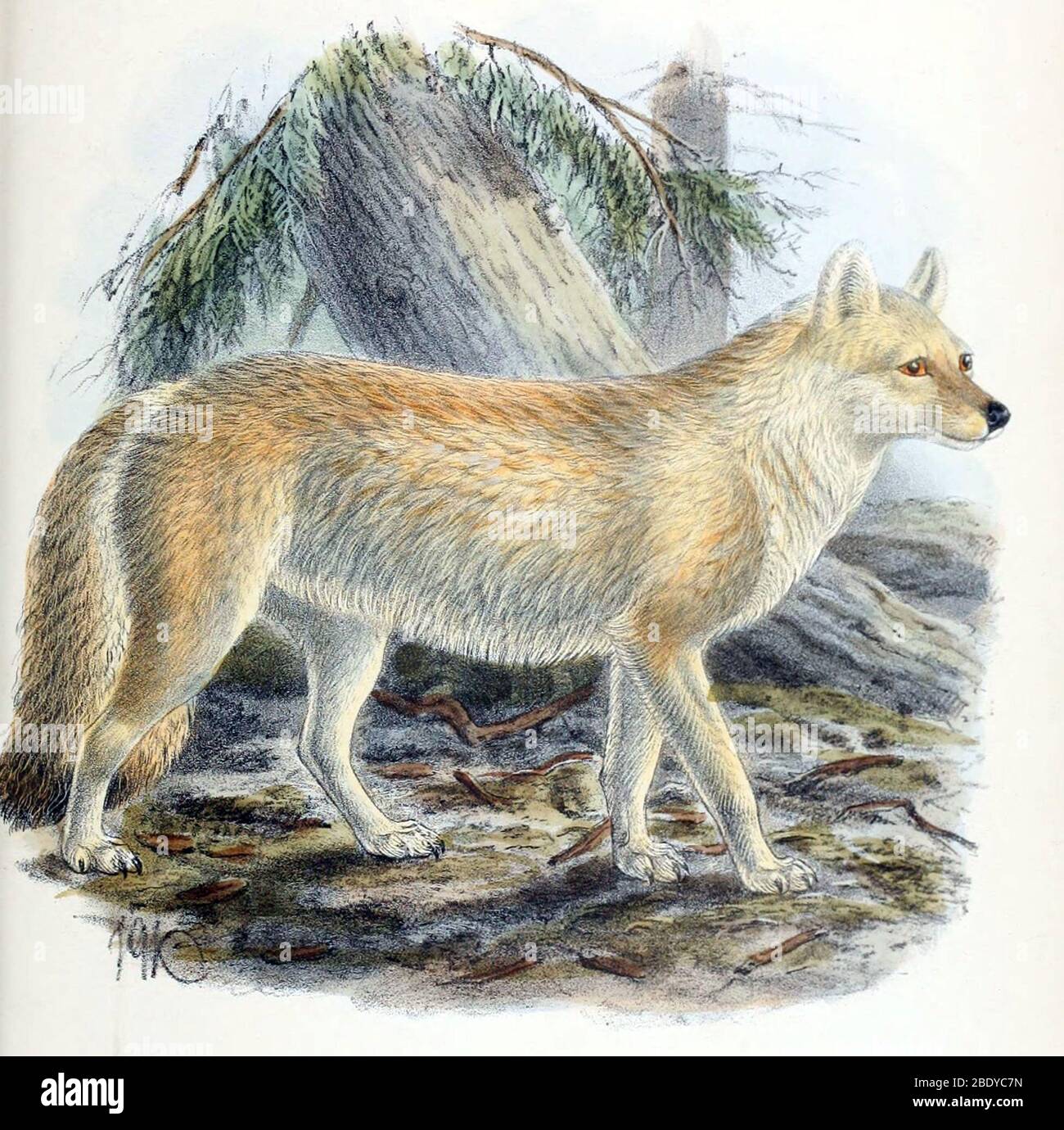 Dhole, specie in pericolo Foto Stock