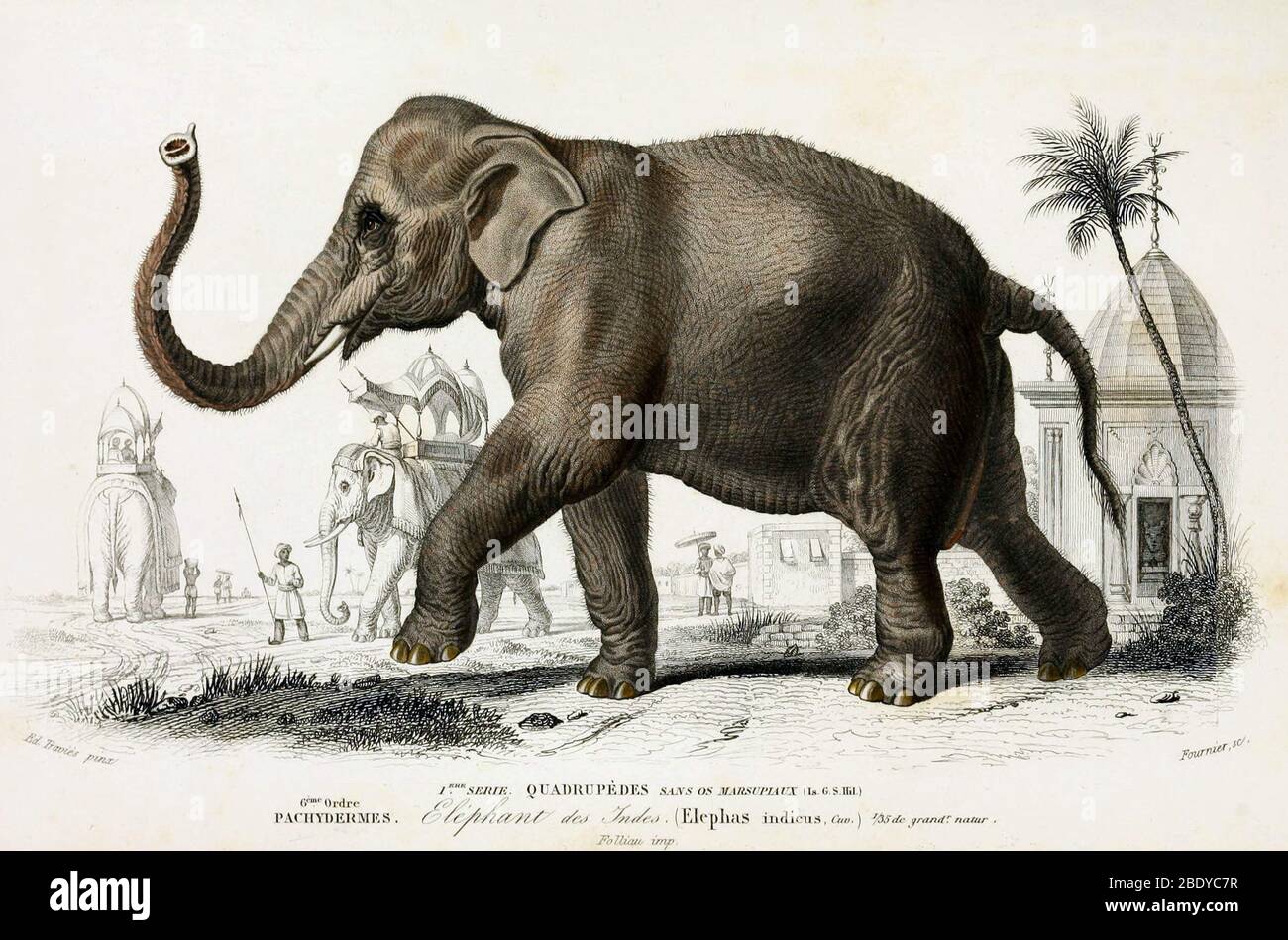 Elefante indiano, specie minacciata Foto Stock
