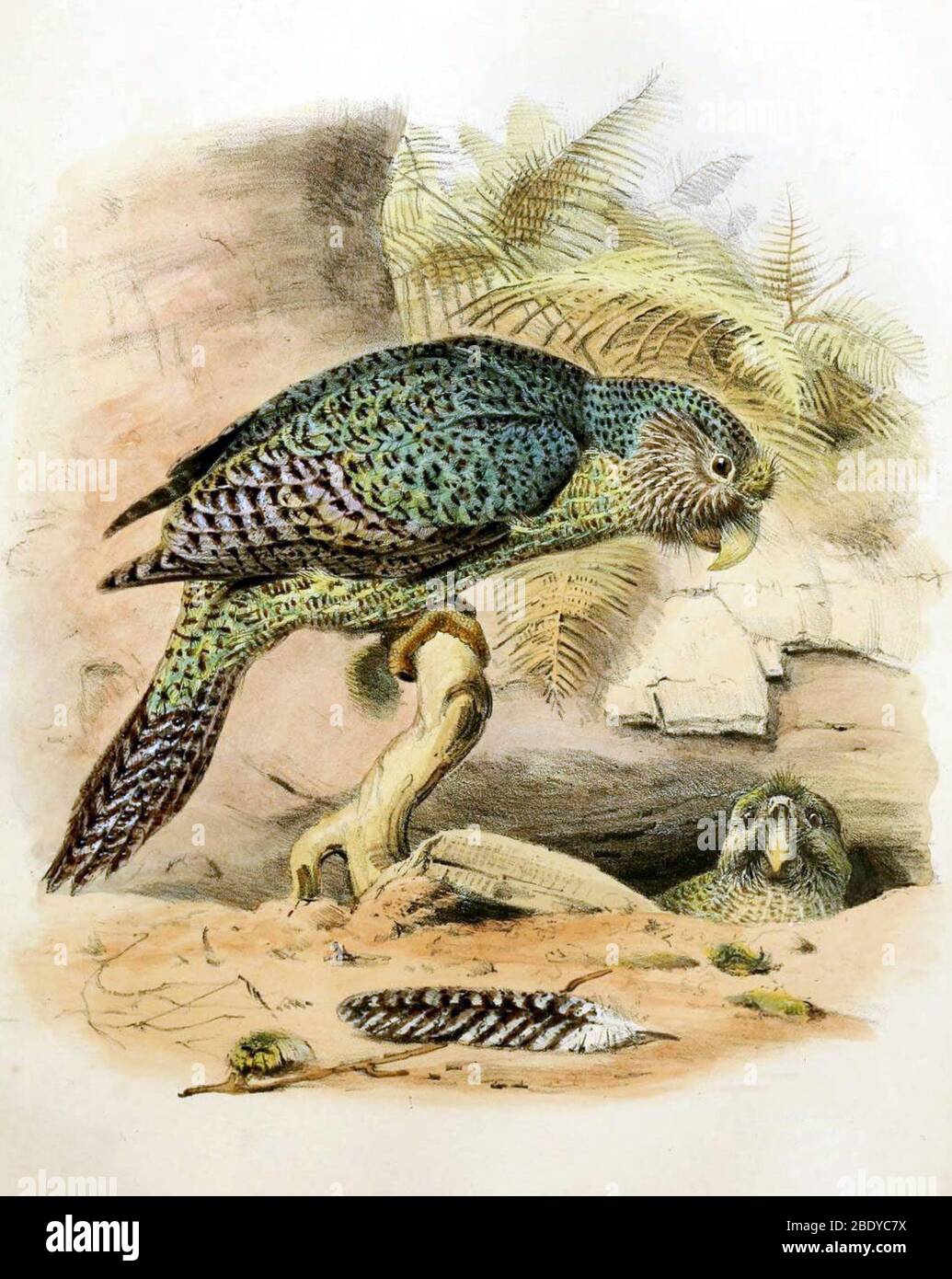 Kakapo, specie in pericolo Foto Stock