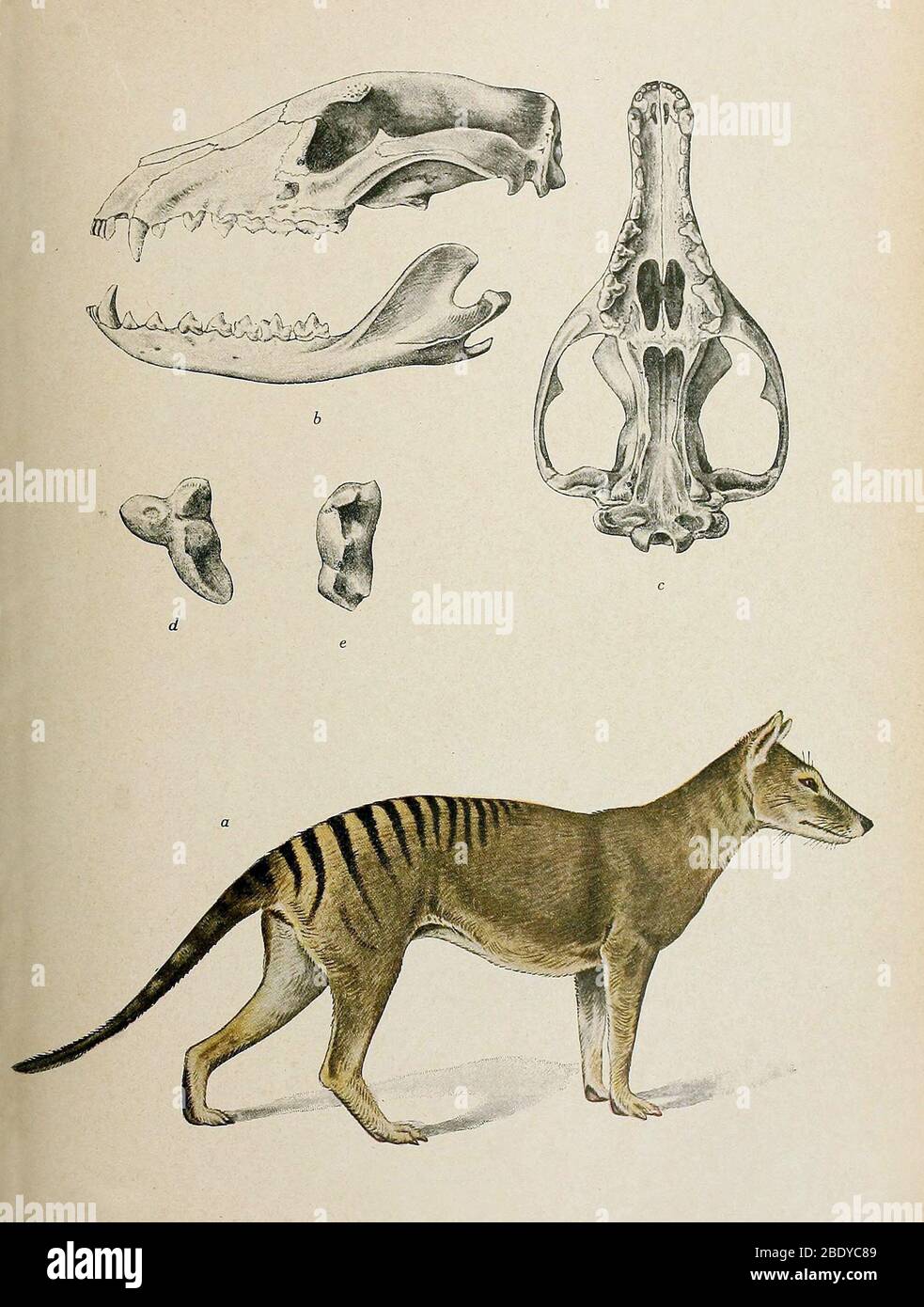 Tigre Tasmaniana, specie Foto Stock