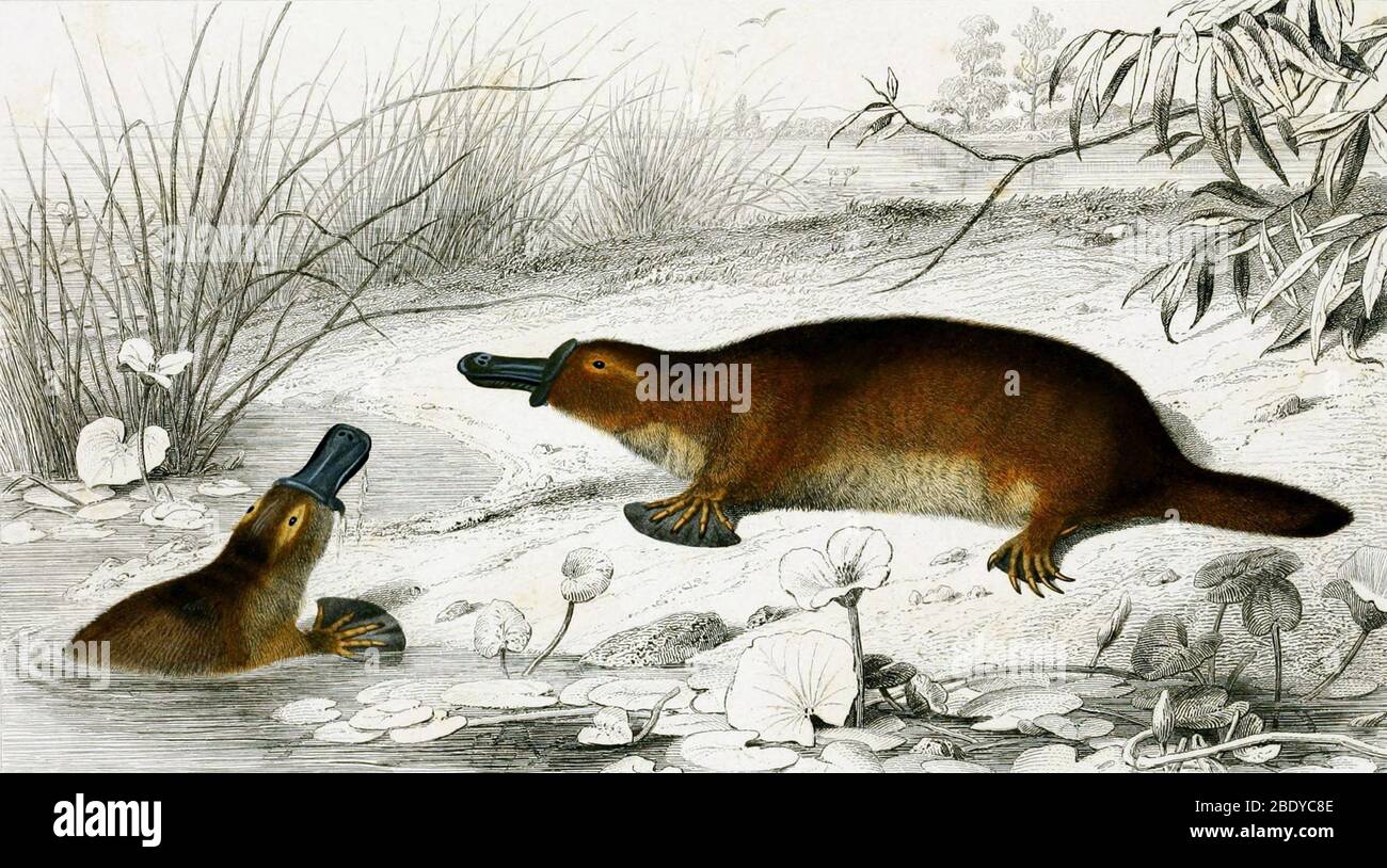 Platypus (Ornithorhynchus anatinus) Foto Stock