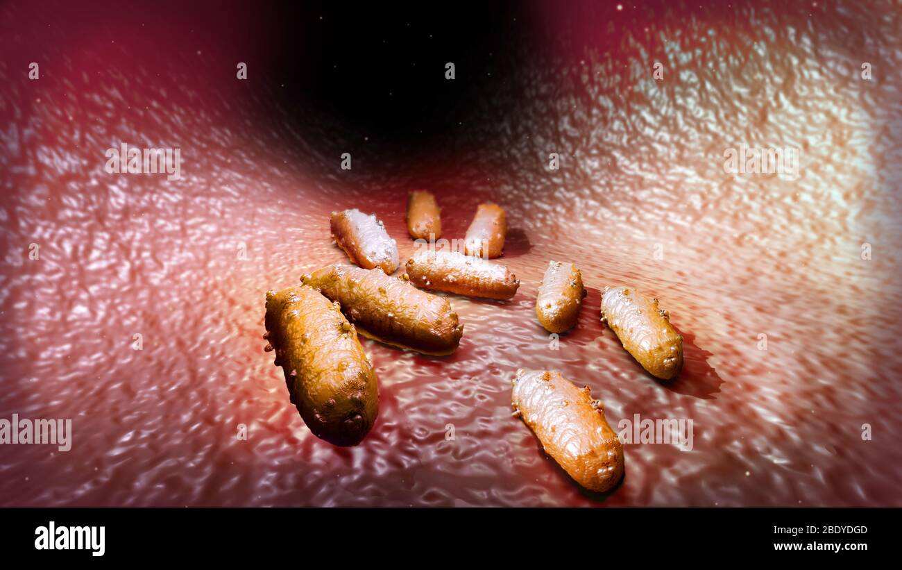 E. batteri Coli, illustrazione Foto Stock