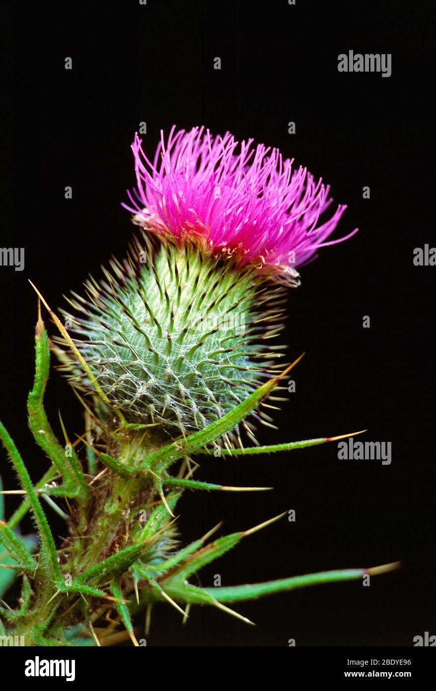 Piante. Piante fiorite. Immagine ravvicinata del fiore di Thistle. Foto Stock