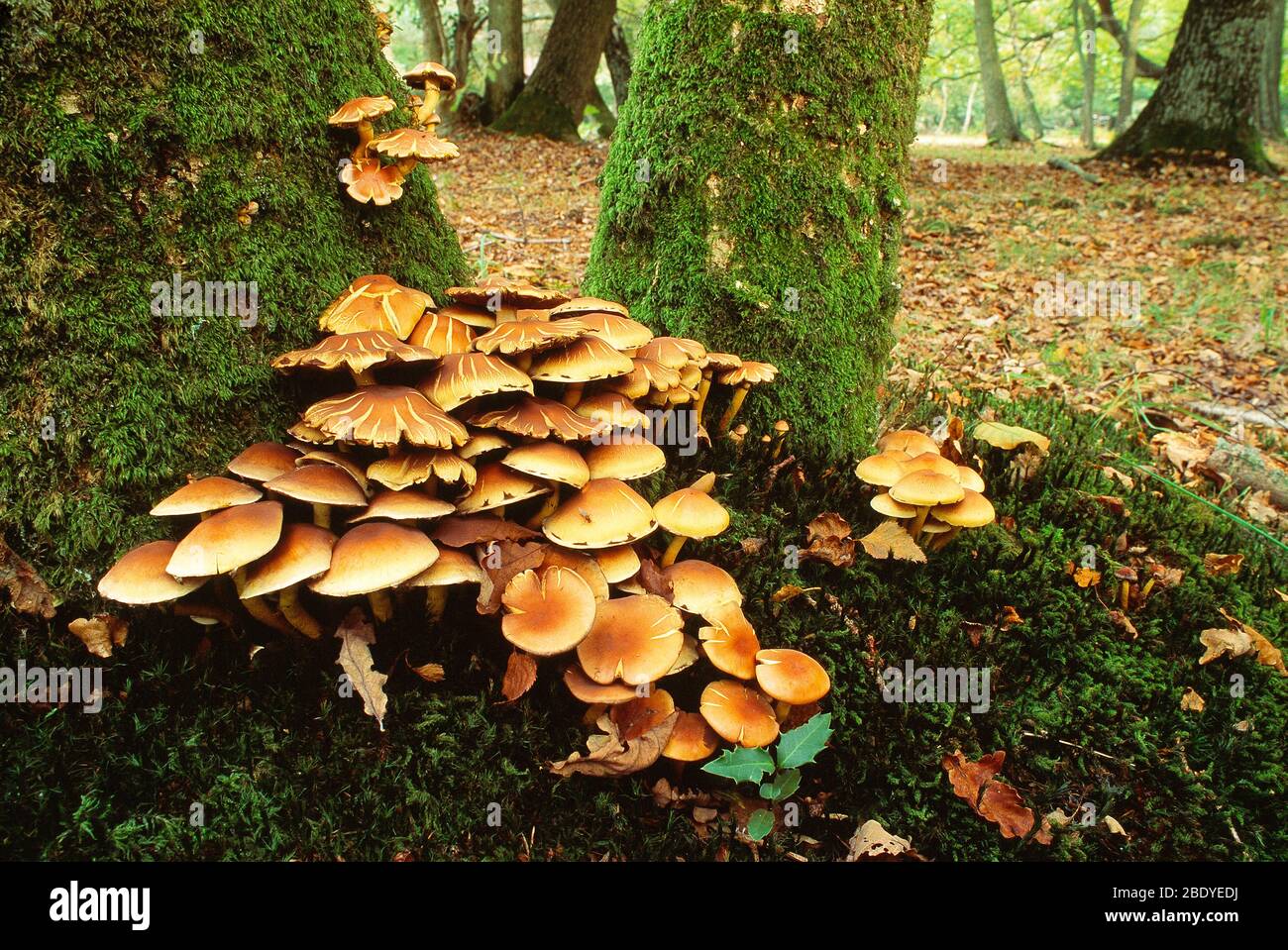 Guernsey. Funghi. Primo piano dei gruppi di funghi del miele sui tronchi coperti di albero del muschio. Foto Stock