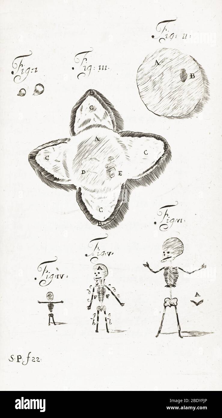 Sviluppo embrionale umano, 1685 Foto Stock