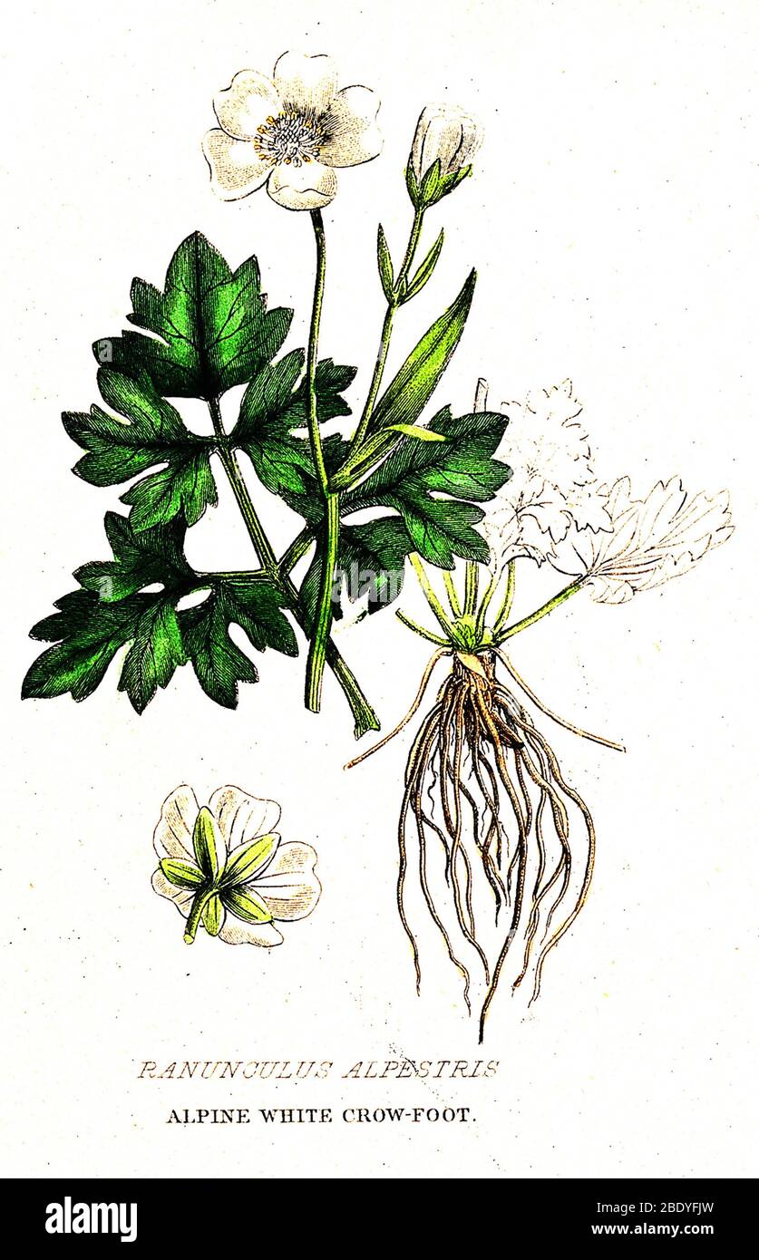 Avvelenoso Alpino Bianco Crow-foot, illustrazione Foto Stock