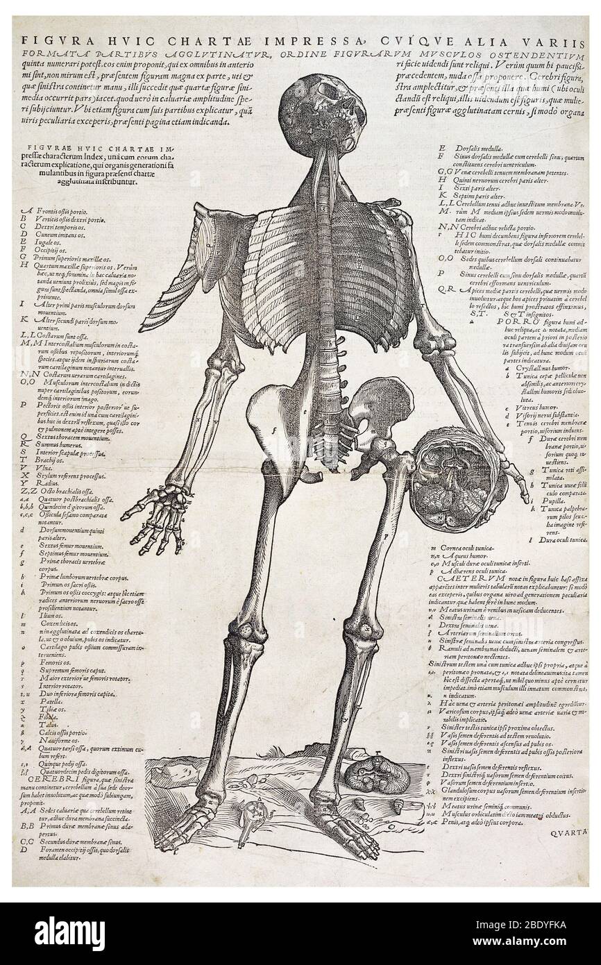 Skeleton che tiene un cranio, Andreas Vesalius, 1543 Foto Stock