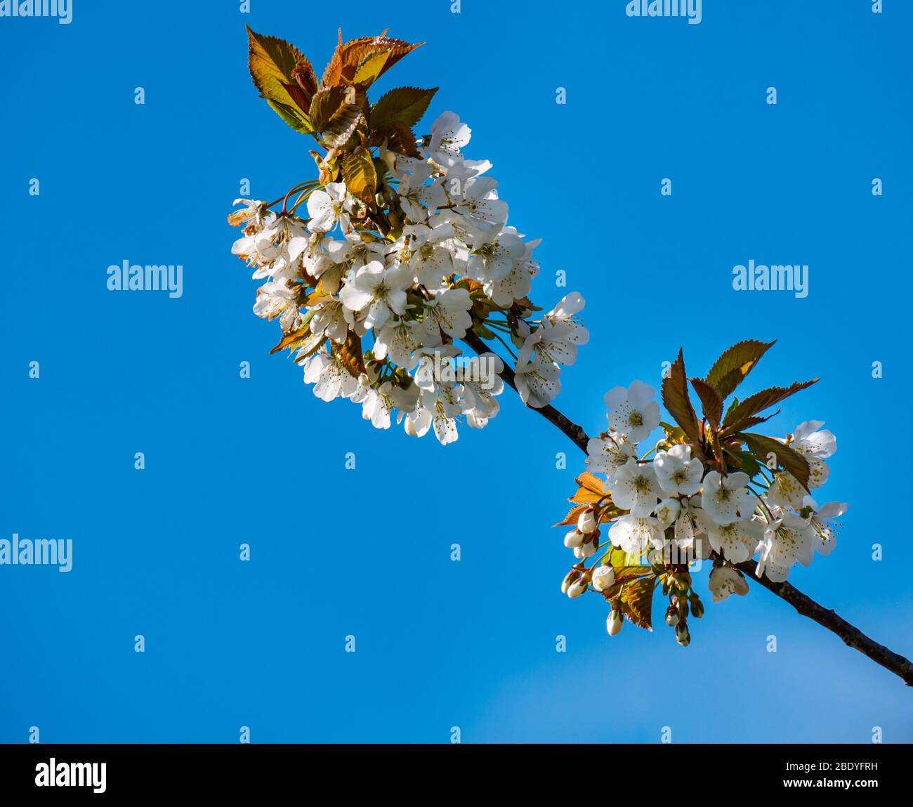 Primo piano di ciliegio bianco primaverile fiorito contro il cielo blu profondo, Scozia, Regno Unito Foto Stock