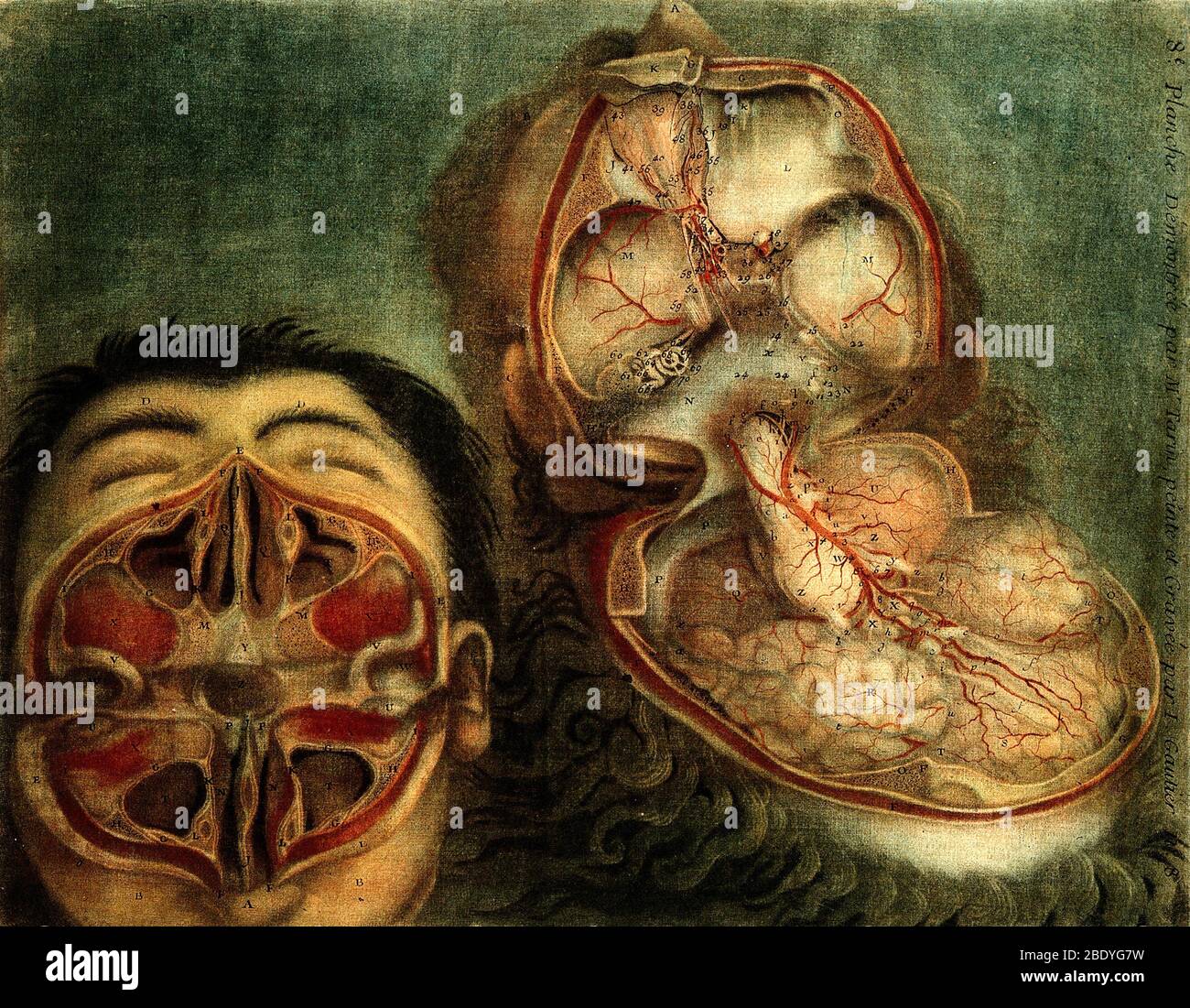 Dissezione anatomica, illustrazione del XVIII secolo Foto Stock