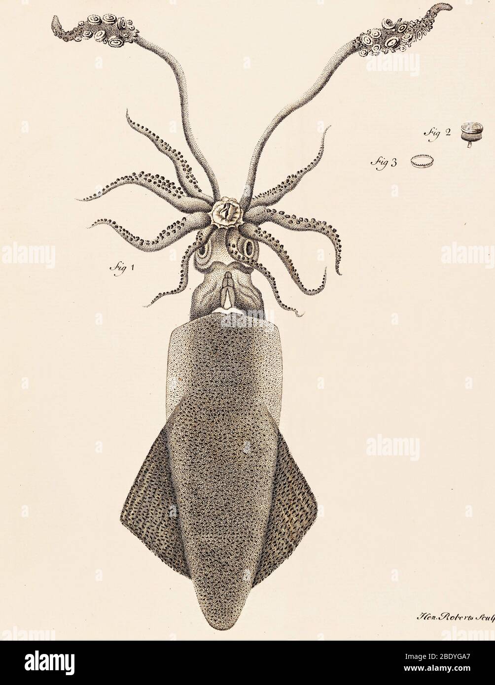 Calamari, illustrazione, 18 ° secolo Foto Stock