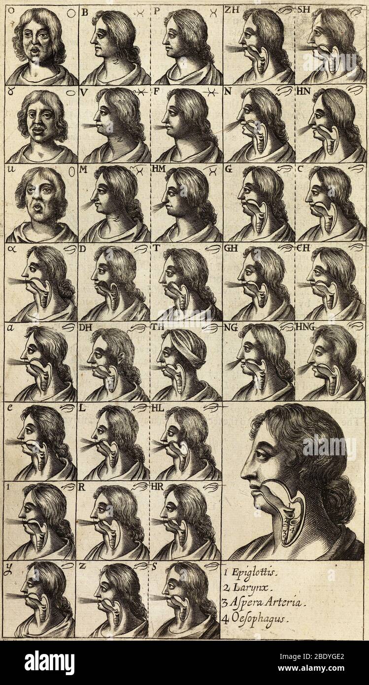 Laringe durante la pronuncia delle lettere, 1668 Foto Stock