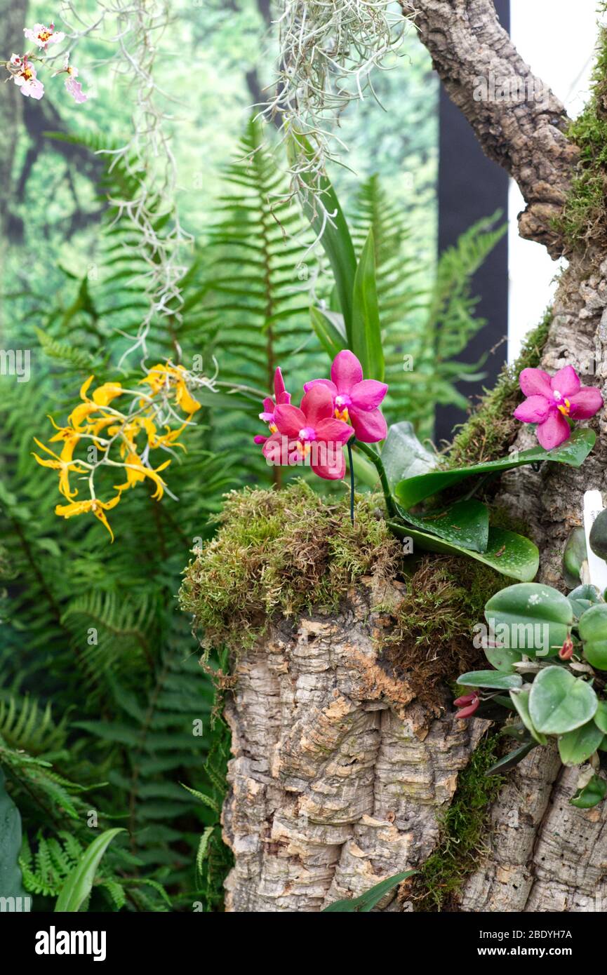 Orchidee di falaenopsis e orchidee epifitiche Foto Stock