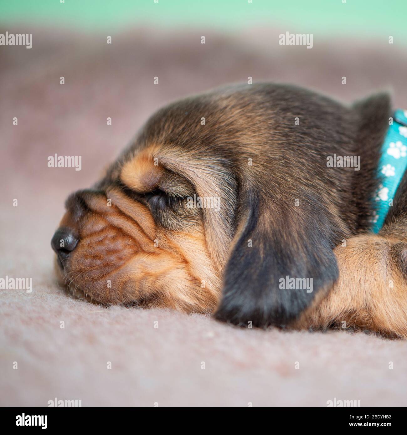 Bloodhound puppy Foto Stock