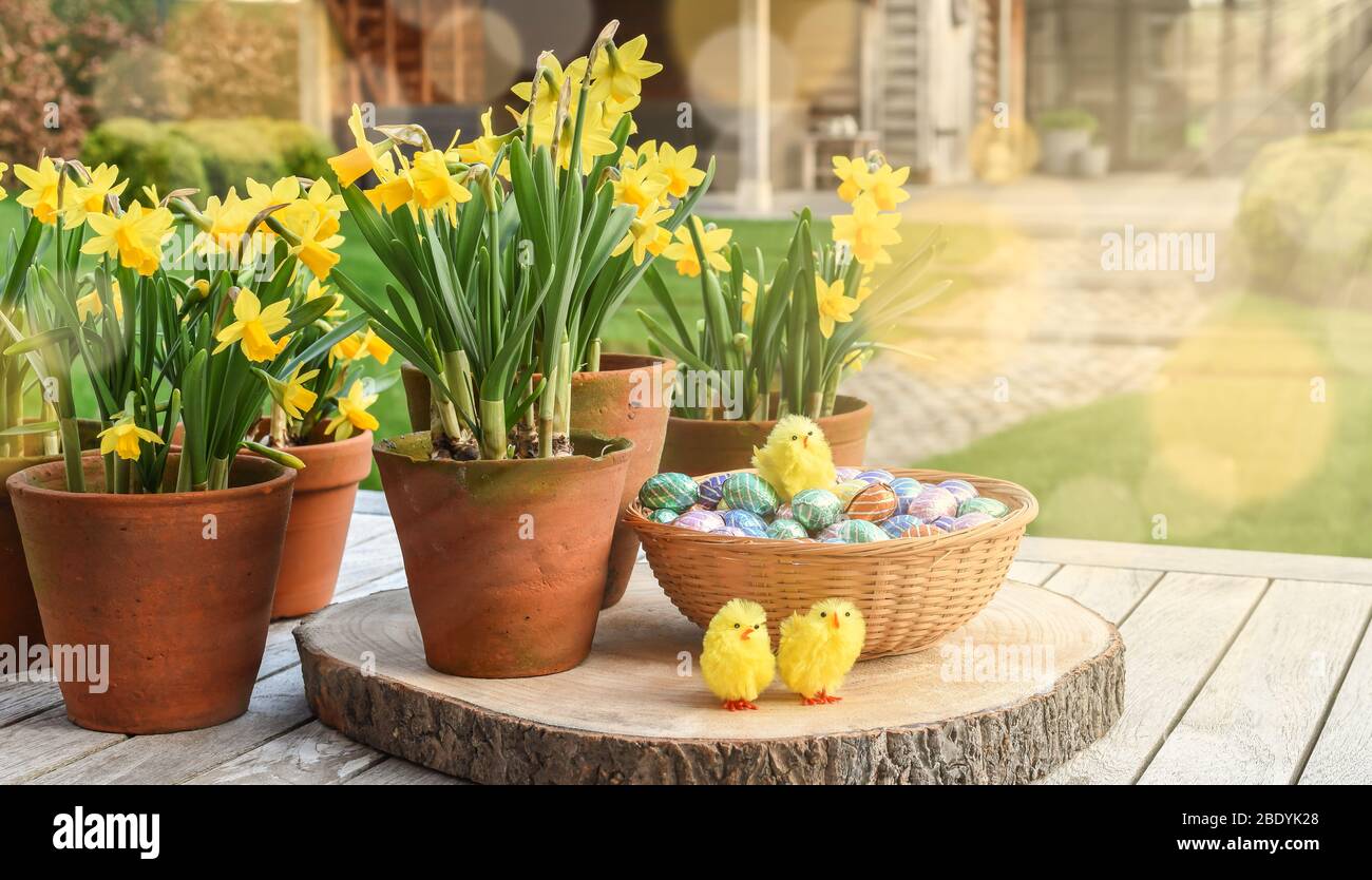 Narcisi in vasi di fiori, cioccolato uova di Pasqua in cesto e bella decorazione gialla polli primavera su un tavolo in legno giardino in una giornata di sole. Foto Stock