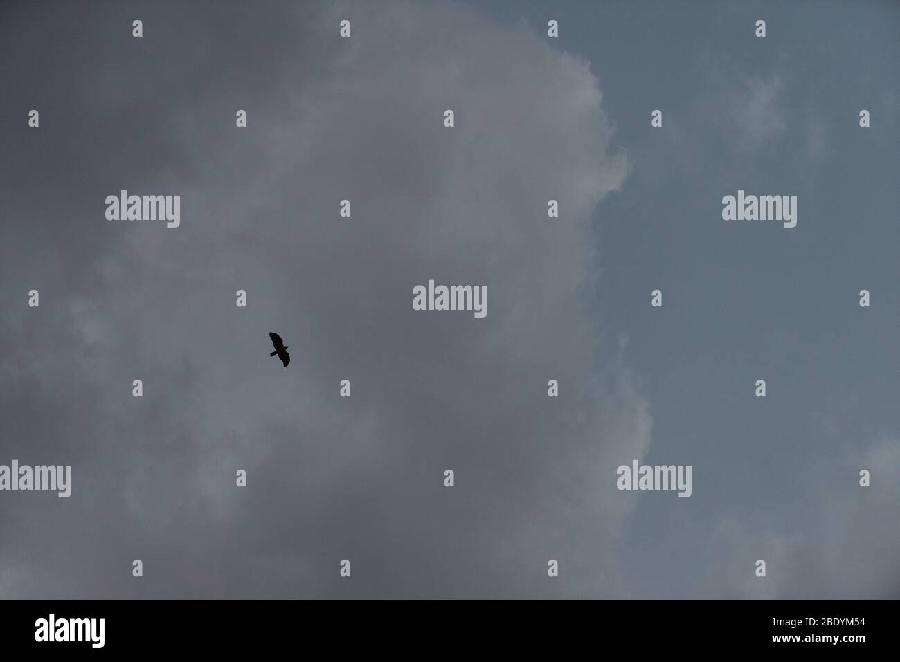 Un uccello prende il volo durante l'ora blu in CO. Foto Stock