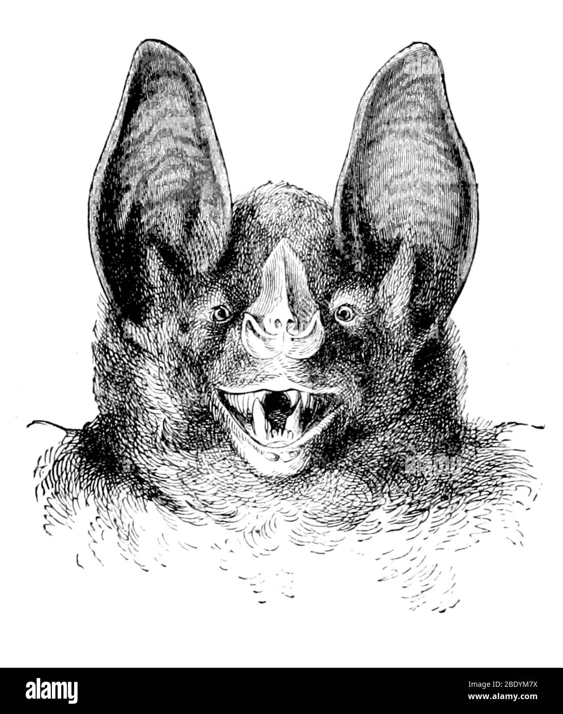Vampiro Bat, 1898 Foto Stock
