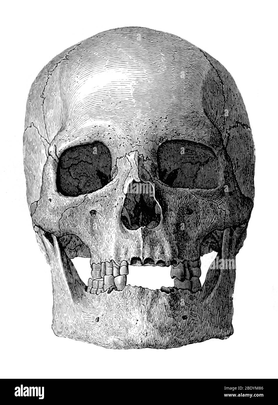 Cranio umano Foto Stock