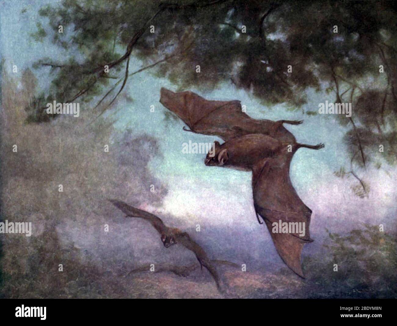 Pipistrelli vampiri, 1909 Foto Stock
