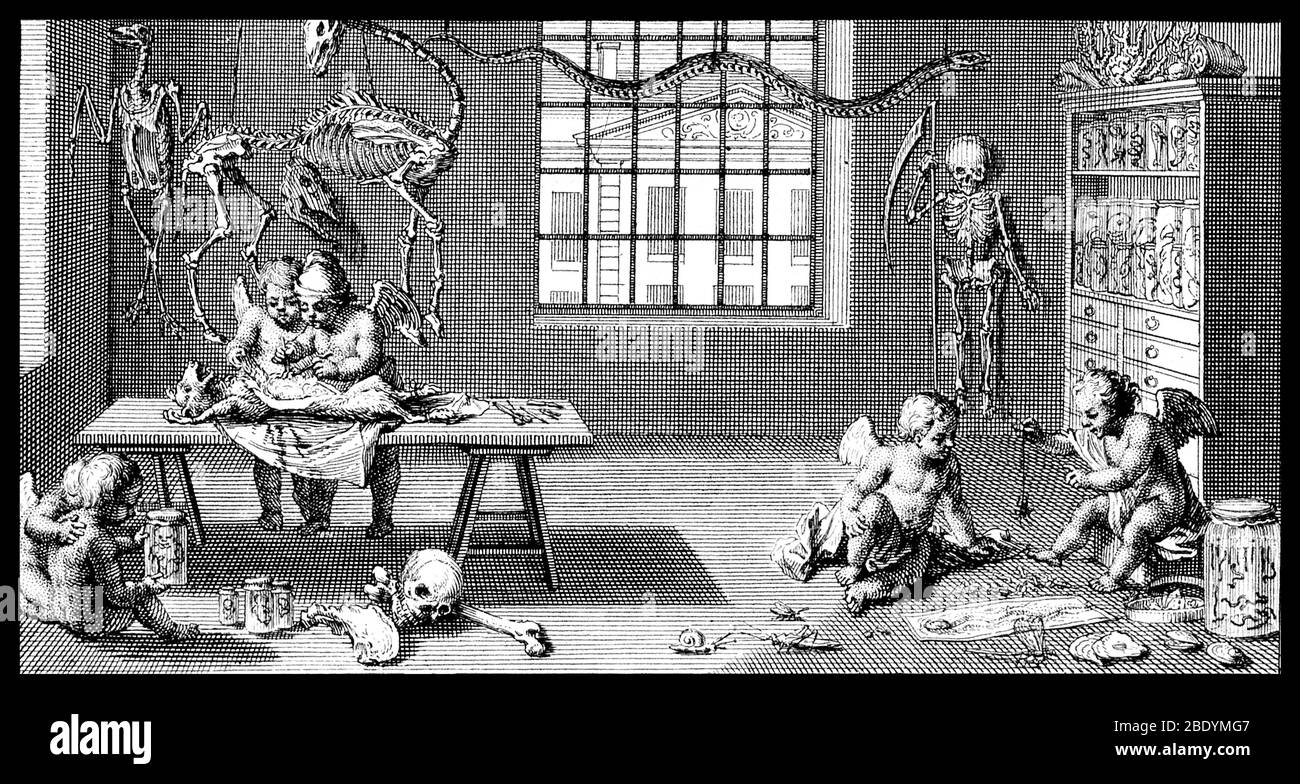 Anatomia e Storia Naturale, 1729 Foto Stock