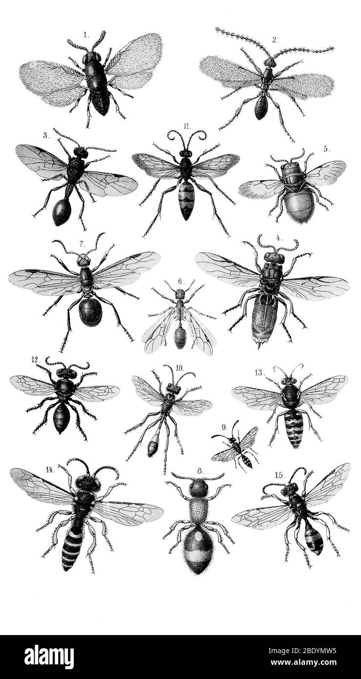Wasps e Ants Foto Stock