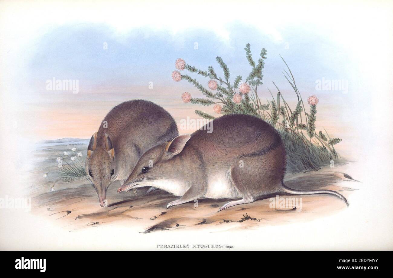 Western Barred Bandicoots Foto Stock