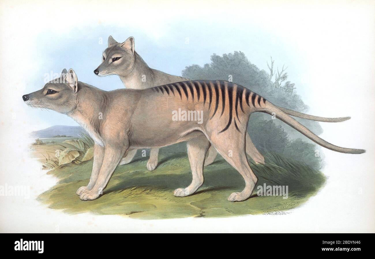 Thylacines Foto Stock