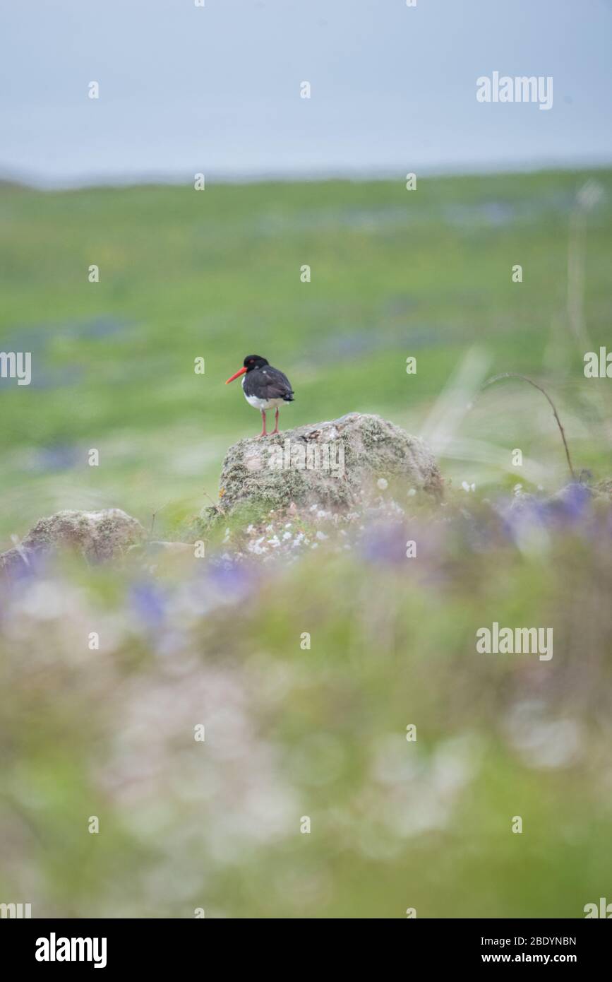 Salty Island - Animali Foto Stock