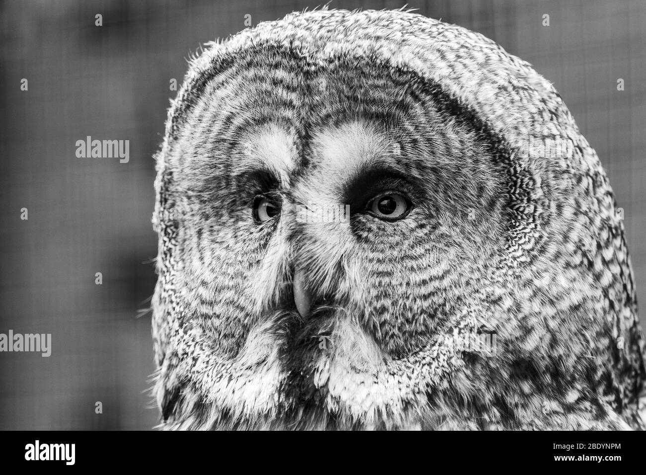 Gli occhi gialli di un grande gufo reale sguardo al di fuori del telaio durante la primavera del 2019 in Norfolk, Inghilterra. Foto Stock