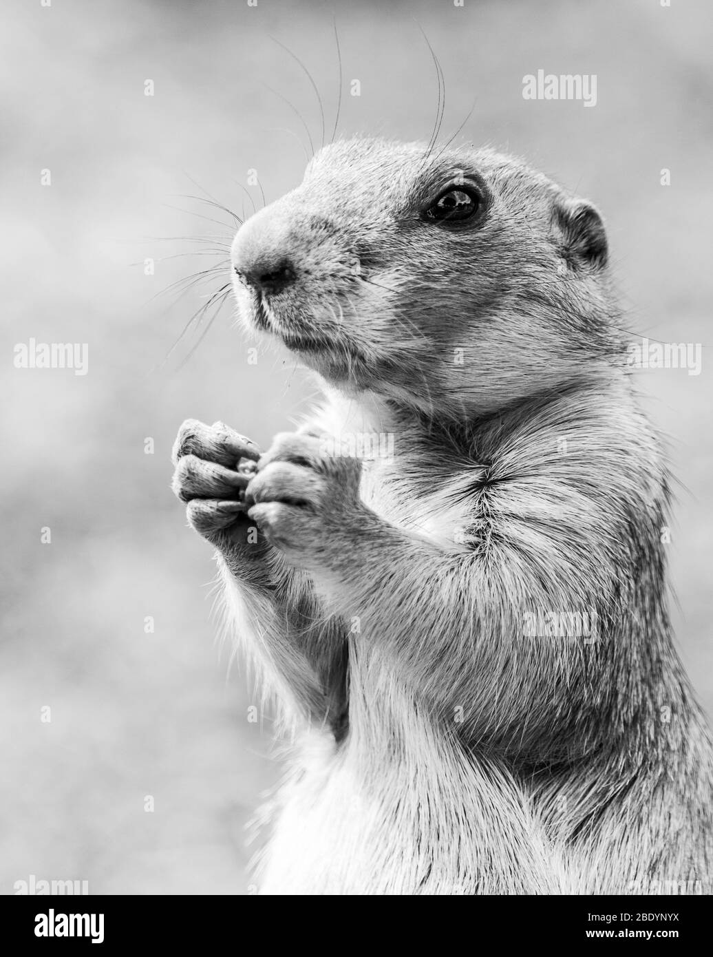 Ritratto di cane della prateria Foto e Immagini Stock in Bianco e Nero - Alamy