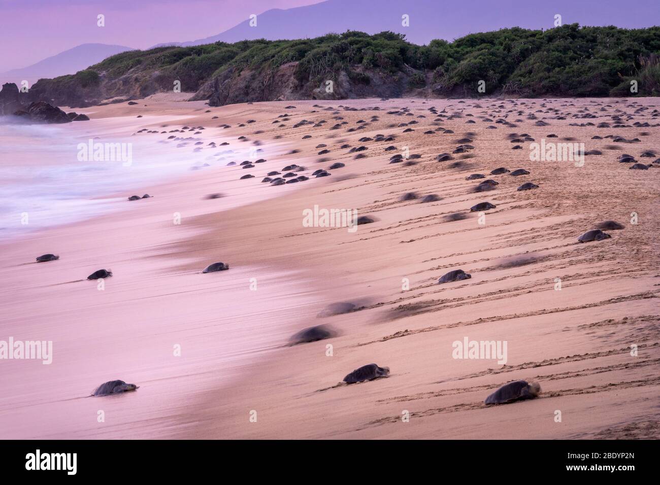 Centinaia di tartarughe marine di Olive Ridley arrivano all'alba per deporre le uova sulla spiaggia di Ixtapilla a Michoacan, Messico. Foto Stock