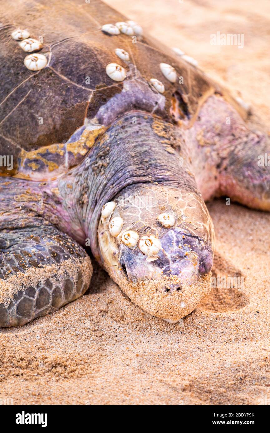 Una tartaruga marina Olive Ridley coperta di barnacoli su una spiaggia a Michoacan, Messico. Foto Stock