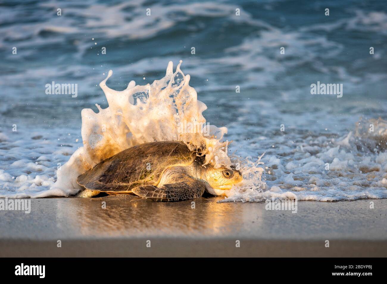 Olive Ridley tartaruga marina colpito da un'onda sulla spiaggia di Ixtapilla a Michoacan, Messico. Foto Stock