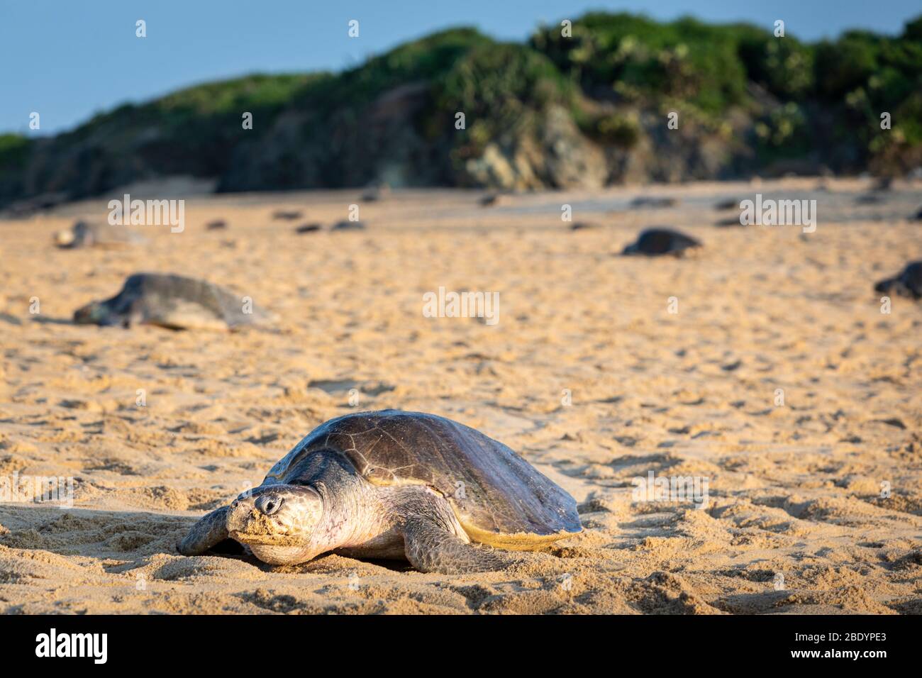 Olive Ridley tartaruga di mare scava un buco per deporre le uova in, Ixtapilla, Michoacan, Messico. Foto Stock