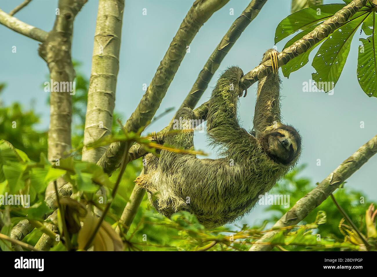 Sloth (bradipus didactylus) in UN albero, Costa Rica, America Centrale Foto Stock